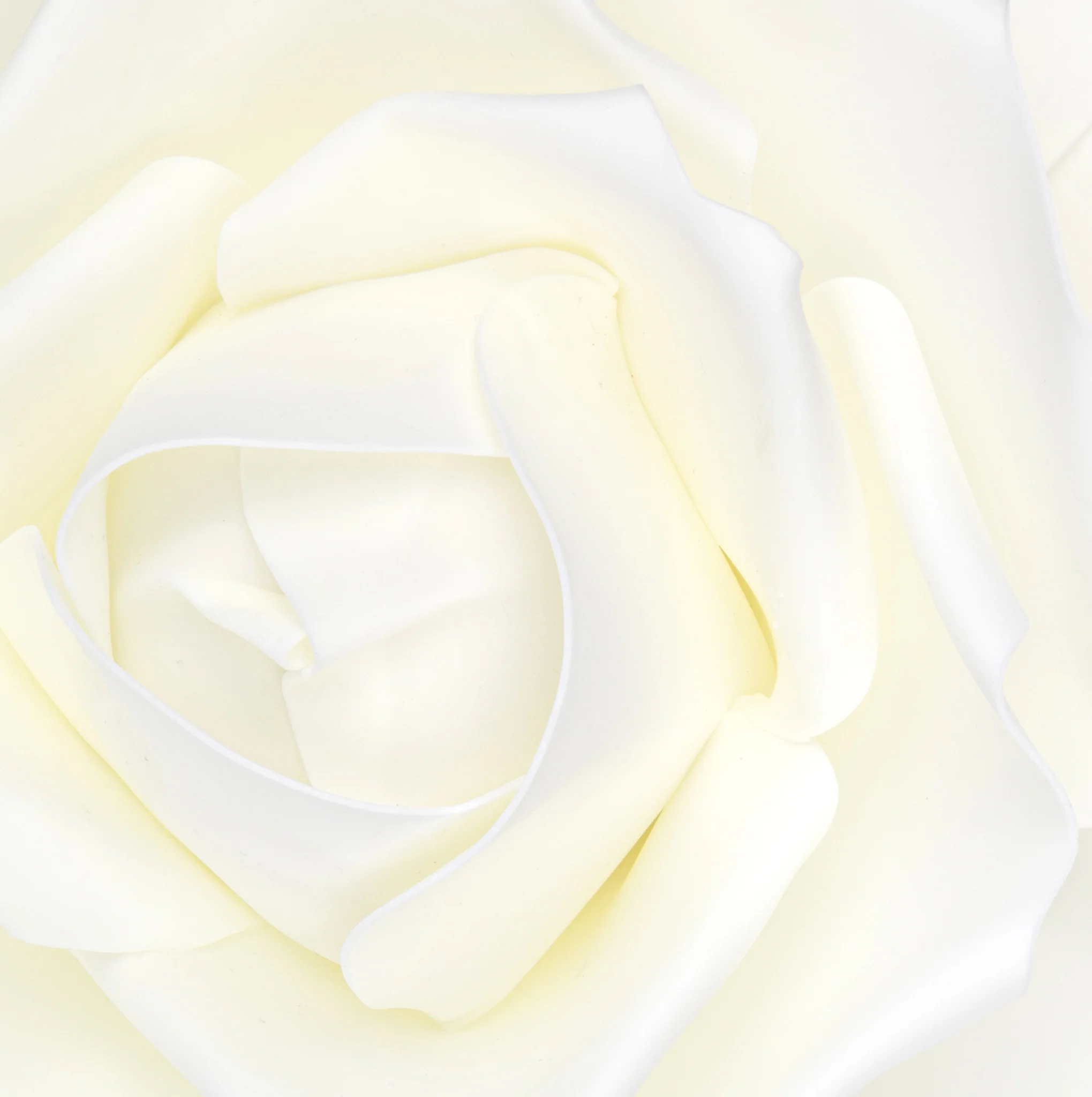Large Foam Rose Wall  Decor 40 cm - Ivory - Image 3