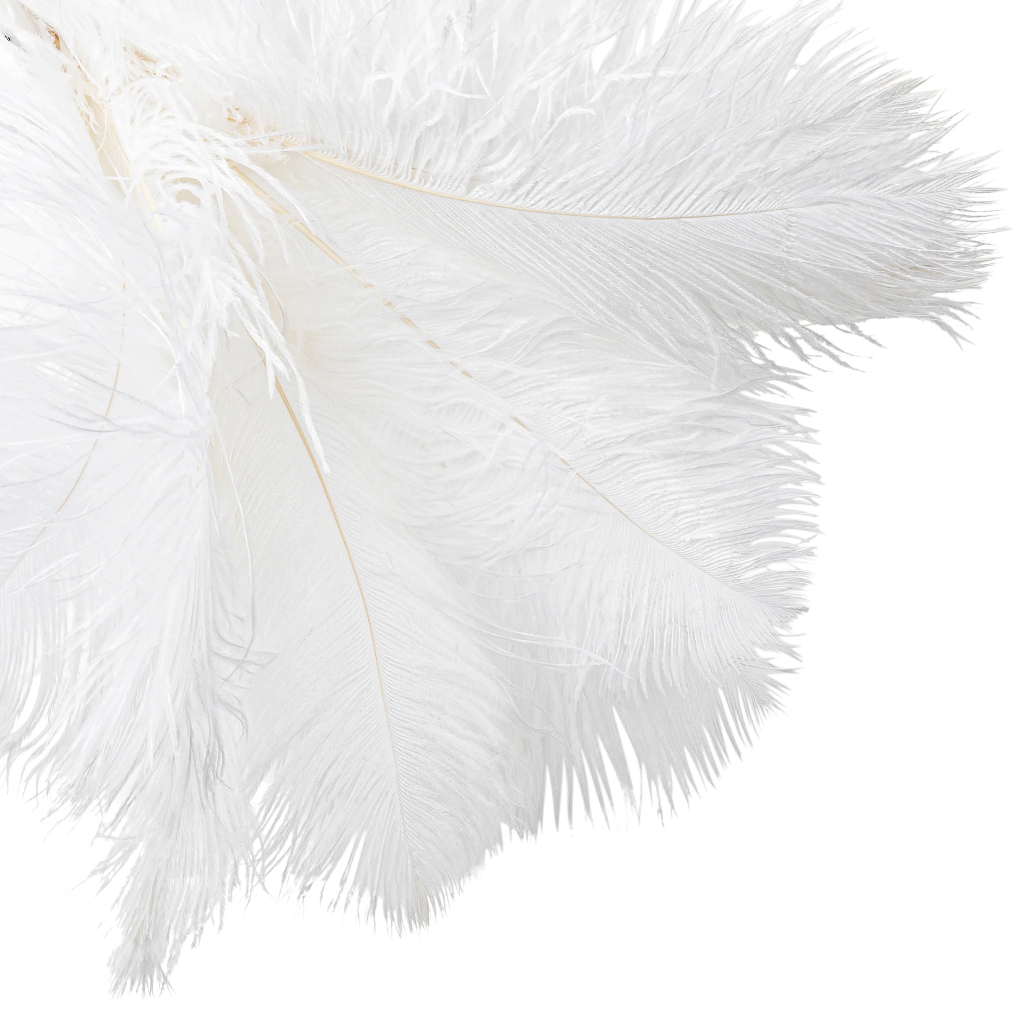 Ostrich Feathers 16"-18" (10 pcs) - White - Image 2